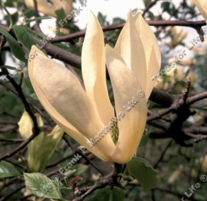 Limelight Magnolia Tree (Magnolia 'Limelight') Supplied height 1.25 metres in a 7 litre container **FREE UK MAINLAND DELIVERY EXCEPT SCOTTISH HIGHLANDS**