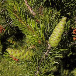 Lodgepole Pine Tree (Pinus contorta var. latifolia) 15-30cm Pack of 100 trees**FREE UK MAINLAND DELIVERY EXCEPT SCOTTISH HIGHLANDS**