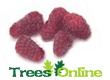 Loganberry Soft Fruit