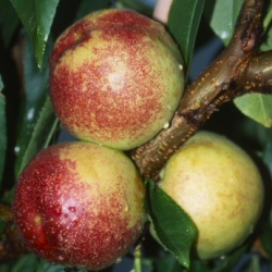 DELIVERED SEPTEMBER 2024 Lord Napier Nectarine Tree, LARGE FRUITS + VERY JUICY + EARLY FRUIT + FREESTONE, 2-3 years Old, **FREE UK MAINLAND DELIVERY + FREE 100% TREE WARRANTY**