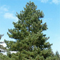 DELIVERED SEPTEMBER 2024 Macedonian Pine Tree (Pinus Peuce)  10-20cm Trees, FROST + WIND TOLERANT + ADAPTABLE + POOR SOILS + DISEASE RESISTANT **FREE UK MAINLAND DELIVERY + FREE 100% TREE WARRANTY**