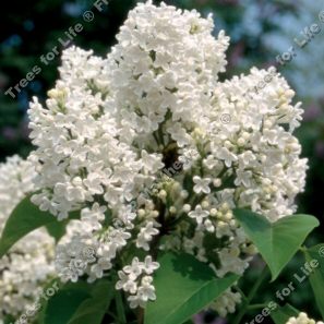 Madame Lemoine Lilac Tree (Syringa vulgaris 'Madame Lemoine') Supplied height 1.0 metres in a 12 litre container **FREE UK MAINLAND DELIVERY EXCEPT SCOTTISH HIGHLANDS**