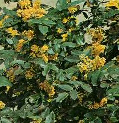 Mahonia Hedging