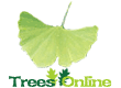 Maidenhair/Ginkgo Trees