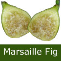 Fig (Ficus) White Marsailles, Height 0.50 - 1.00 metre in a 5L pot, GOOD HARDY OUTDOOR FIG + EARLY TO RIPEN + LARGE FIGS **FREE UK MAINLAND DELIVERY + FREE 100% TREE WARRANTY** Fig (Ficus) White Marsailles, Height 0.50 - 1.00 metre in a 5L pot, GOOD HARDY OUTDOOR FIG + EARLY TO RIPEN + LARGE FIGS **FREE UK MAINLAND DELIVERY + FREE 100% TREE WARRANTY**