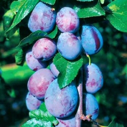 Marjories Seedling Plum Tree, Large Harvest + Disease Resistant, 2-3 Years Old, C3 SELF FERTILE 1.25 - 1.50+ m in a 12L container **FREE UK MAINLAND DELIVERY + FREE 100% TREE WARRANTY**