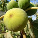Fig (Ficus) White Marsailles, Height 0.50 - 1.00 metre in a 5L pot, GOOD HARDY OUTDOOR FIG + EARLY TO RIPEN + LARGE FIGS **FREE UK MAINLAND DELIVERY + FREE 100% TREE WARRANTY**
