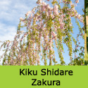 Mature Prunus Kiku-Shadare-/Sakura Cheals Weeping Cherry Tree SMALL + WEEPING **FREE UK MAINLAND DELIVERY + FREE 100% TREE WARRANTY**