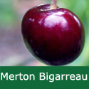 B Bare Root Merton Bigarreau Cherry Tree, 1-2 metres tall, 1-2 years old,  (EATING + FRUIT IN JULY + RELIABLE + LARGE CROP ) **FREE UK MAINLAND DELIVERY + FREE 100% TREE WARRANTY**