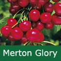 B Bare Root Merton Glory Cherry Tree, 1-2 metres tall, 1-2 years old, (EATING + EARLY +FRUIT IN JULY + LARGE FRUIT + SWEET + COMPACT + CANKER RESISTANT) **FREE UK MAINLAND DELIVERY + FREE 100% TREE WARRANTY**
