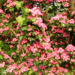 Double Red Flowered or Midland Hawthorn Tree (Crataegus laevigata 'Pauls Scarlet) Supplied height 1.5 to 1.7 metres in a 12 litre container **FREE UK MAINLAND DELIVERY EXCEPT SCOTTISH HIGHLANDS**