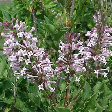 Miss Kim Lilac Tree (Syringa - pubescens subsp. patula 'Miss Kim') Supplied height 1.0 metres in a 12 litre container **FREE UK MAINLAND DELIVERY EXCEPT SCOTTISH HIGHLANDS**