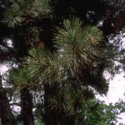 <font color="red">[DELIVERED 16TH AUGUST 2012]</font> Monterey or Radiata Pine Tree (Pinus radiata) 15-30cm trees **FREE UK MAINLAND DELIVERY + FREE 100% TREE WARRANTY**