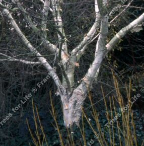 Moonbeam Birch Tree, Betula utilis Moonbeam**FREE UK MAINLAND DELIVERY + FREE 100% TREE WARRANTY**
