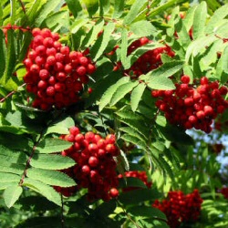 Mountain Ash Tree or Rowan Tree (Sorbus aucuparia) 20-40cm Trees**FREE UK MAINLAND DELIVERY + FREE 100% TREE WARRANTY** Mountain Ash Tree or Rowan Tree (Sorbus aucuparia) 20-40cm Trees**FREE UK MAINLAND DELIVERY + FREE 100% TREE WARRANTY**