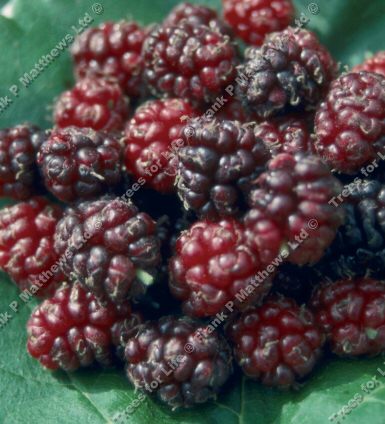 Jerusalem Black Mulberry Tree