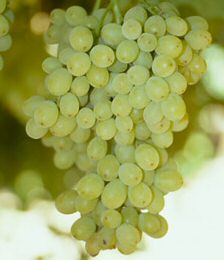 Muscat Alexandria (White) Vine Bush (Vitis vinifera 'Muscat Alexandria' (White)) Indoor Grape Variety Pack contains 4 X 3 Litre Containerised Bushes **FREE UK MAINLAND DELIVERY EXCEPT SCOTTISH HIGHLANDS**