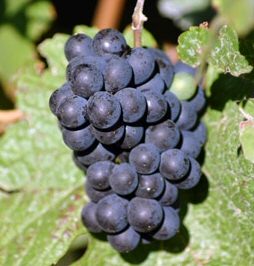 <font color="red">DELIVERED AUGUST 2018</font> Muscat Bleu Vine Bush (Vitis vinifera 'Muscat Bleu') Blue/Black Outdoor (EATING + DISEASE RESISTANT) Grape 3 Litre Pot, 2-3 Years old **FREE UK MAINLAND DELIVERY + FREE 100% TREE WARRANTY** <font color="red">DELIVERED AUGUST 2018</font> Muscat Bleu Vine Bush (Vitis vinifera 'Muscat Bleu') Blue/Black Outdoor (EATING + DISEASE RESISTANT) Grape 3 Litre Pot, 2-3 Years old **FREE UK MAINLAND DELIVERY + FREE 100% TREE WARRANTY**