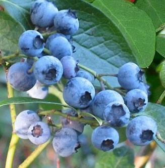 Blueberry Bush Northland Pack contains 3 Litre Containerised Plants **FREE UK MAINLAND DELIVERY + FREE 100% TREE WARRANTY**