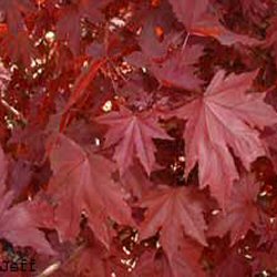 Crimson King Norway Maple Tree (Acer platanoides `Crimson King`) Supplied height 1.5 to 1.7 metres in a 12 litre container **PRICE INCLUDES FREE UK MAINLAND DELIVERY** Crimson King Norway Maple Tree (Acer platanoides `Crimson King`) Supplied height 1.5 to 1.7 metres in a 12 litre container **PRICE INCLUDES FREE UK MAINLAND DELIVERY**