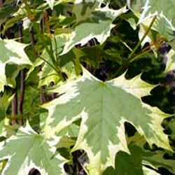 Norway Maple Drummondii Tree Acer platanoides Drummondii FAST GROWING + VARIEGATED FOLIAGE + AWARD + POLLUTION **PRICE INCLUDES FREE UK MAINLAND DELIVERY**