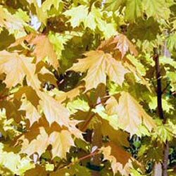 Norway Maple Princeton Gold Tree (Acer platanoides `Princeton Gold`) Supplied Height 1.5 to 1.7 metres in a 12 litre container **PRICE INCLUDES FREE UK MAINLAND DELIVERY**
