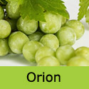 DELIVERED SEPTEMBER 2024 Orion Grape Vine, Eating, White, Outdoor, WINE + DISEASE-FROST-DROUGHT RESISTANT + LARGE CROP **FREE UK DELIVERY + FREE 3 YEAR LTD WARRANTY**