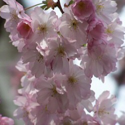 Mature Prunus Accolade **FREE UK MAINLAND DELIVERY + FREE 100% TREE WARRANTY**