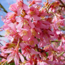 Mature Okame Ornamental Cherry Tree, Prunus Okame **FREE UK MAINLAND DELIVERY + FREE 100% TREE WARRANTY**