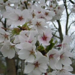 Prunus Pandora Ornamental Cherry Tree Supplied height 1.20 - 2.50m, AWARD **FREE UK MAINLAND DELIVERY + FREE 100% TREE WARRANTY**