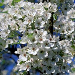 Chanticleer Ornamental Pear Tree (Pyrus calleryana Chanticleer) Supplied height 1.5 to 1.7 metres in a 12 litre container **FREE UK MAINLAND DELIVERY + FREE 100% TREE WARRANTY**