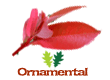 Bare Root Ornamental