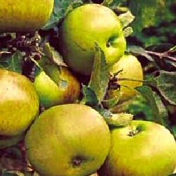 **WAS �42.95 - NOW �32.95**Patio Sized**Bramleys Seedling cooking Apple Tree (Malus domestica `Bramley`s Seedling`)Height 1.0m/11L Pot