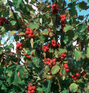 Pedicellata or Scarlet Haw Hawthorn Tree (Crataegus 'Pedicellata') Supplied height 1.5 - 1.6m in a 7 litre container **FREE UK MAINLAND DELIVERY EXCEPT SCOTTISH HIGHLANDS**