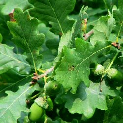 pedunculate-or-english-oak-tree-quercus-robur-380 - بلوط (Oak) - متا