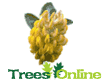 Pineapple Trees