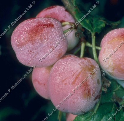 Avalon Plum Tree, Excellent Dessert Plum, At least 2 Years Old, C2-PARTIALLY SELF FERTILE  12L Pot, Pixy root stock **FREE UK MAINLAND DELIVERY + FREE 100% TREE WARRANTY**