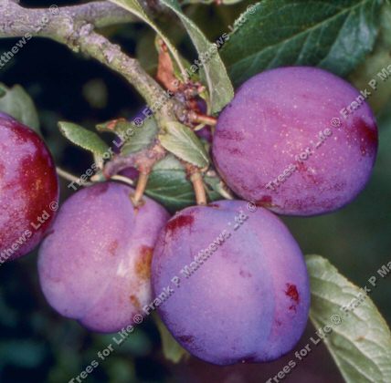 Guinevere Plum Tree (C3) Eating, Supplied height 1.5m-2.0m, 2-3 years old, 7-12L pot, LARGE HARVEST + FREE UK MAINLAND DELIVERY + 100% TREE WARRANTY