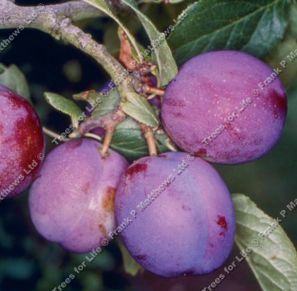 pictures plum trees