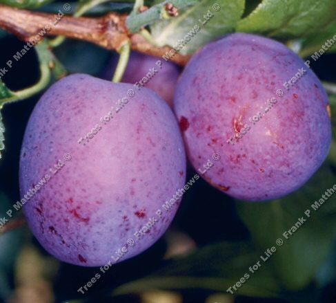 Herman Plum Tree (C2), Eating, Fruits Mid July. Supplied Height 1.5m-2.0m, 2-3 Years Old, 7-12L pot, SELF FERTILE + EASY STONE REMOVAL + FREE UK MAINLAND DELIVERY + 100% TREE WARRANTY