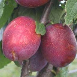 Mallard Plum Tree (Prunus domestica 'Mallard') Available on a semi-dwarf pixy rootstock and supplied in 12 litre container **FREE UK MAINLAND DELIVERY EXCEPT SCOTTISH HIGHLANDS**