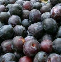 Rivers Early Prolific plum(C2) Eating, Fruits Late July, Supplied Height 1.5m-2.0m, 2-3 Years Old, 7-12L pot, SELF FERTILE + HEAVY CROP + FREE UK MAINLAND DELIVERY + 100% TREE WARRANTY**