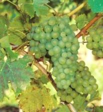 Polo Muscat (White) Vine Bush (Vitis vinifera 'Polo Muscat') Indoor white Grape (HEAVY EARLY CROP + WINE ) 3 Litre, 2-3 years old **FREE UK MAINLAND DELIVERY + FREE 100% TREE WARRANTY** Polo Muscat (White) Vine Bush (Vitis vinifera 'Polo Muscat') Indoor white Grape (HEAVY EARLY CROP + WINE ) 3 Litre, 2-3 years old **FREE UK MAINLAND DELIVERY + FREE 100% TREE WARRANTY**