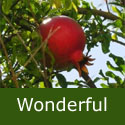 <font color="red">[DELIVERED 15th AUGUST 2013]</font> Wonderful Pomegranate, 2-3 Years Old, 7L pot,  SELF FERTILE + CONTAINER SUITABLE + LARGE CROP *** FREE UK MAINLAND DELIVERY + 100% TREE WARRANTY ***