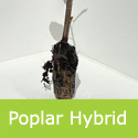 Poplar Hybrid Tree 20-60cm Trees, VIGOROUS + SCREENING + FUEL **FREE UK MAINLAND DELIVERY + FREE 100% TREE WARRANTY**