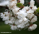 Mature Wild Cherry Tree Prunus Avium Plena **FREE UK MAINLAND DELIVERY + FREE 100% TREE WARRANTY**
