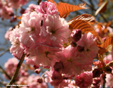 Flowering Cherry Tree Pink Perfection, LONG LASTING FLOWERS + SMALL TREE + LOW MAINTENANCE + AWARD **FREE DELIVERY + FREE WARRANTY**