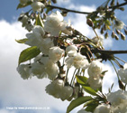 Prunus Snow Goose Flowering Cherry Tree  **FREE UK MAINLAND DELIVERY + FREE 100% TREE WARRANTY**