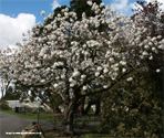 Tai Haku Great White Cherry Tree In Bllom