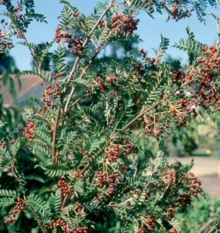 Pseudovilmorinii Mountain Ash or Rowan Tree (Sorbus 'Pseudovilmorinii') Supplied height 1.25 metres in a 12 litre container **FREE UK MAINLAND DELIVERY EXCEPT SCOTTISH HIGHLANDS**